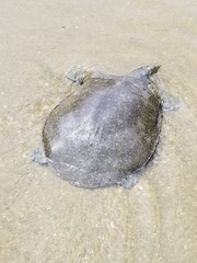 Apalone spinifera