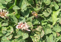 Apis mellifera