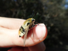 Hemaris tityus