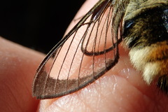 Hemaris tityus