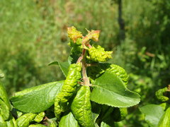 Brachycaudus helichrysi