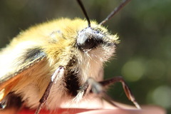 Hemaris tityus
