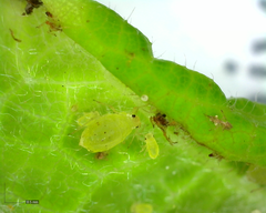 Brachycaudus helichrysi