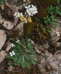 Arabis collina