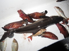 Rachycentron canadum