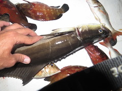 Rachycentron canadum