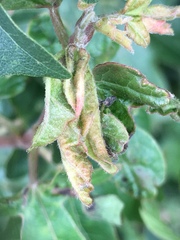 Dasineura rubella