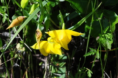 Calochortus amabilis