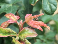 Dasineura rubella