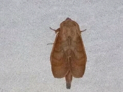 Kunugia latipennis