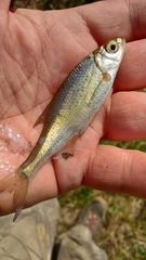 Alburnoides bipunctatus