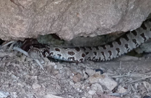 Spotted Whip Snake