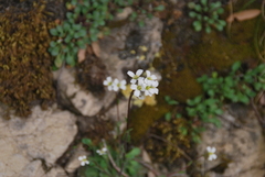 Arabis collina