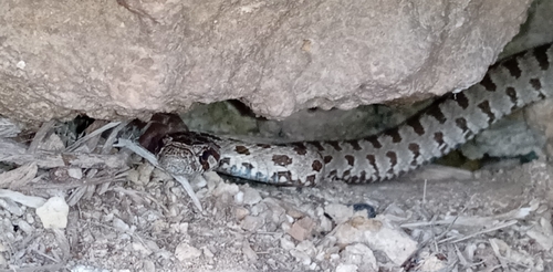 Spotted Whip Snake
