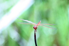 Libellula needhami