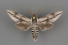 Sphinx dollii