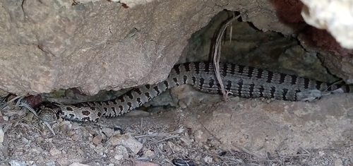Spotted Whip Snake