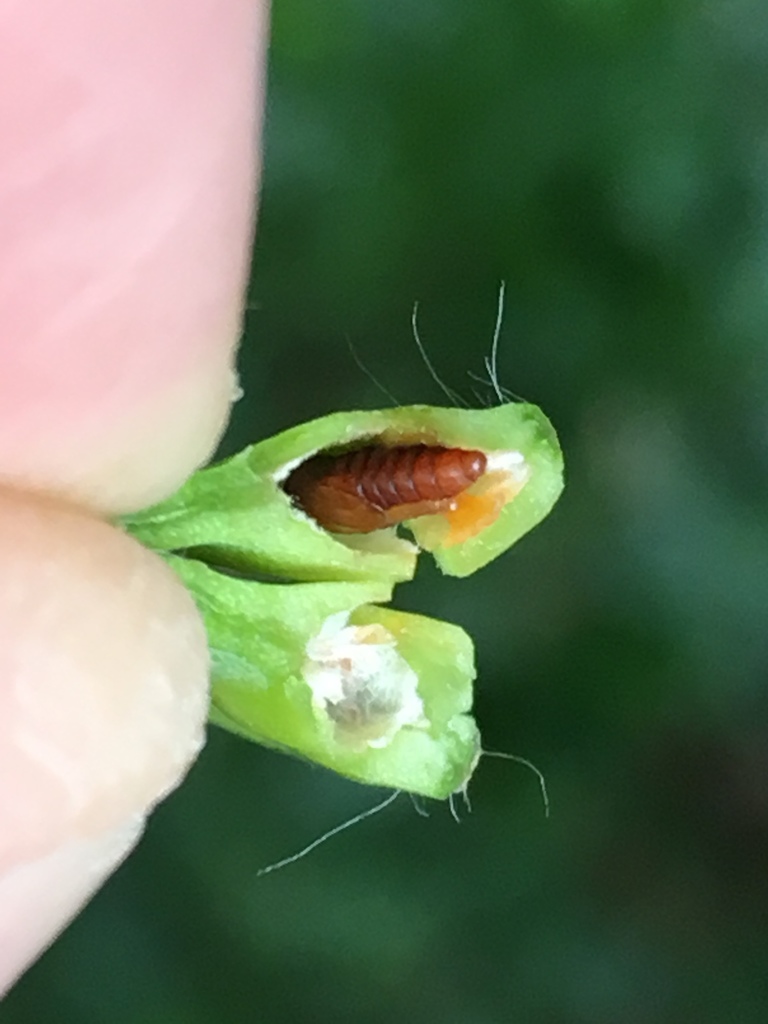 Asphondylia sarothamni