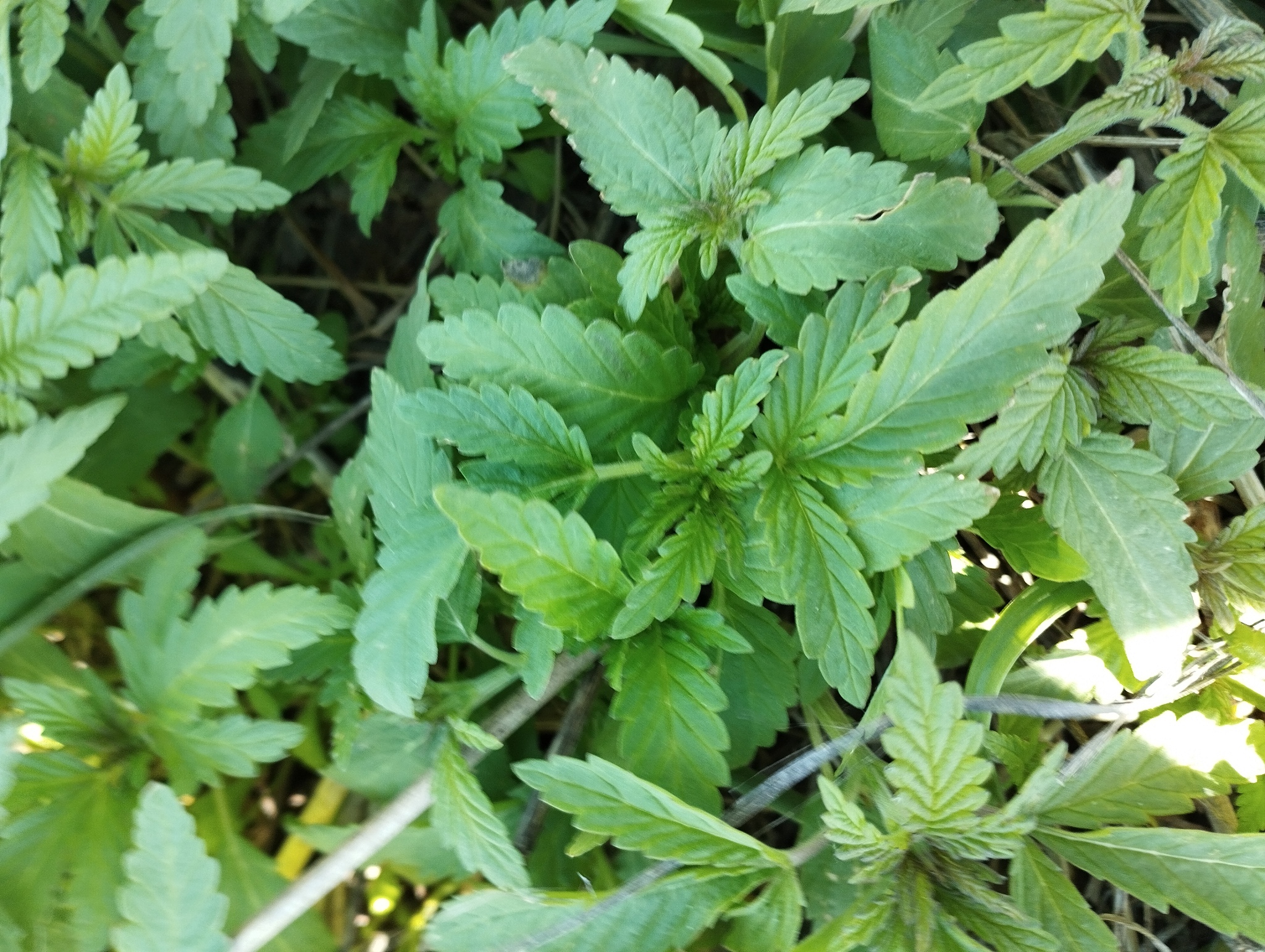 <em class="gbifHl">Cannabis sativa ruderalis</em>