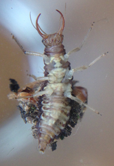 Neuroptera