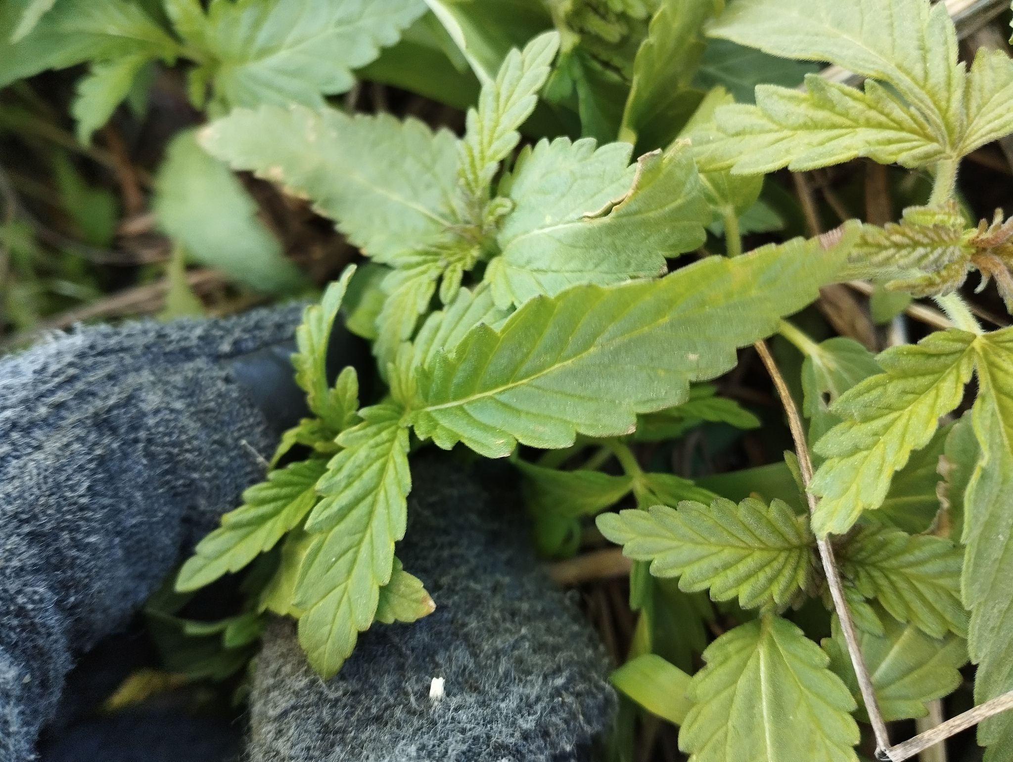 <em class="gbifHl">Cannabis sativa ruderalis</em>