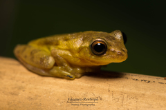 Dendropsophus bogerti