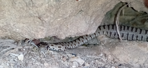 Spotted Whip Snake