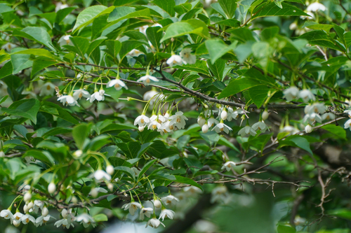 Styrax japonicus