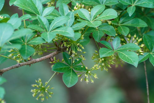 Image of Honshu Ginseng (Eleutherococcus spinosus) by (c) WATANABE Hitoshi 渡辺仁, some rights reserved (CC BY)