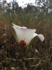 Calochortus simulans