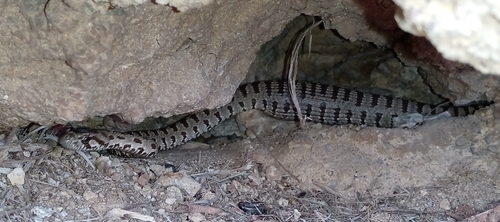 Spotted Whip Snake