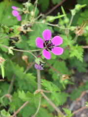 Geranium ocellatum