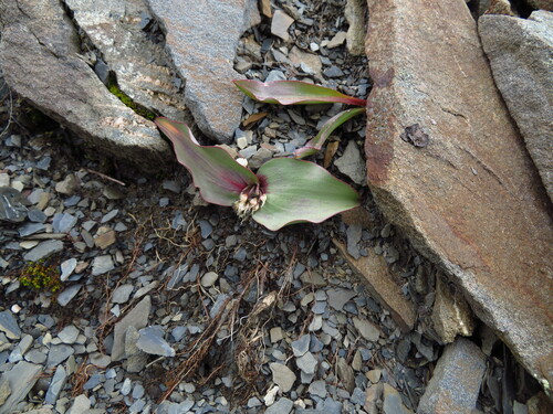 Allium nanodes