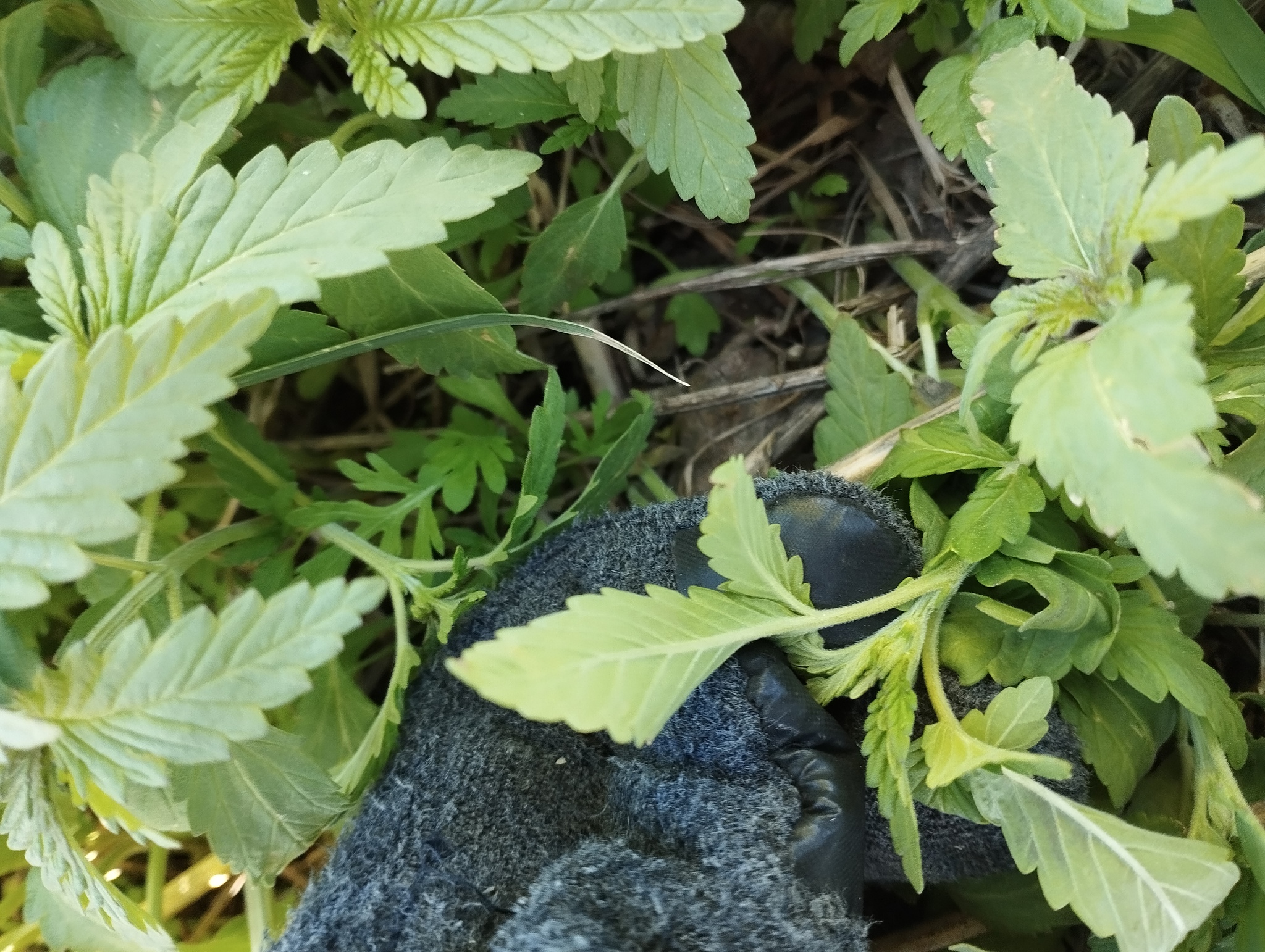 <em class="gbifHl">Cannabis sativa ruderalis</em>