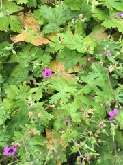 Geranium ocellatum