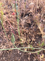 Calochortus simulans
