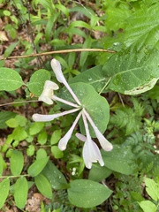 Perfoliate Honeysuckle (Lonicera caprifolium)