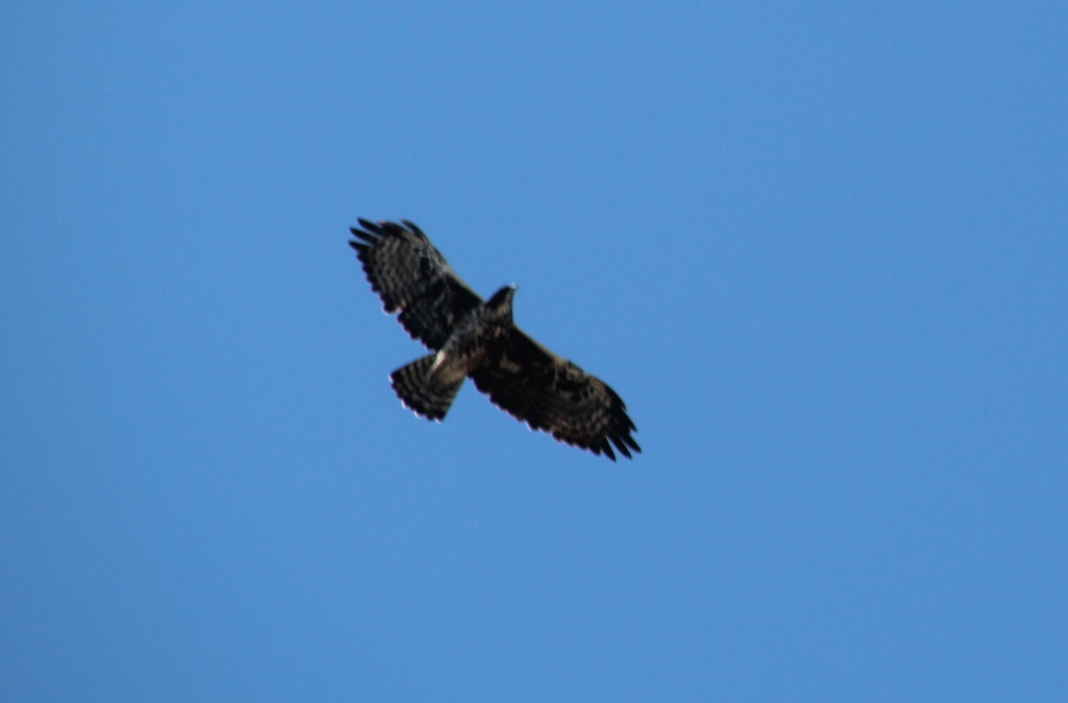 Ayres's Hawk-Eagle (Hieraaetus ayresii), photo 7