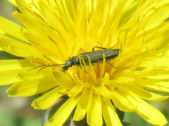 Oedemera virescens