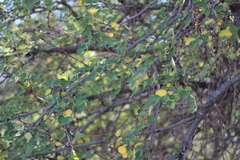 Acacia nigrescens (Acacia nigrescens)