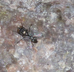Miltogramminae
