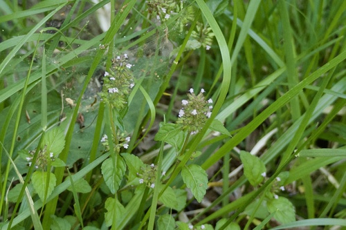 Slender wild basil (Clinopodium gracile)