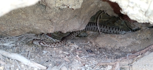 Spotted Whip Snake