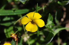 Viola purpurea quercetorum