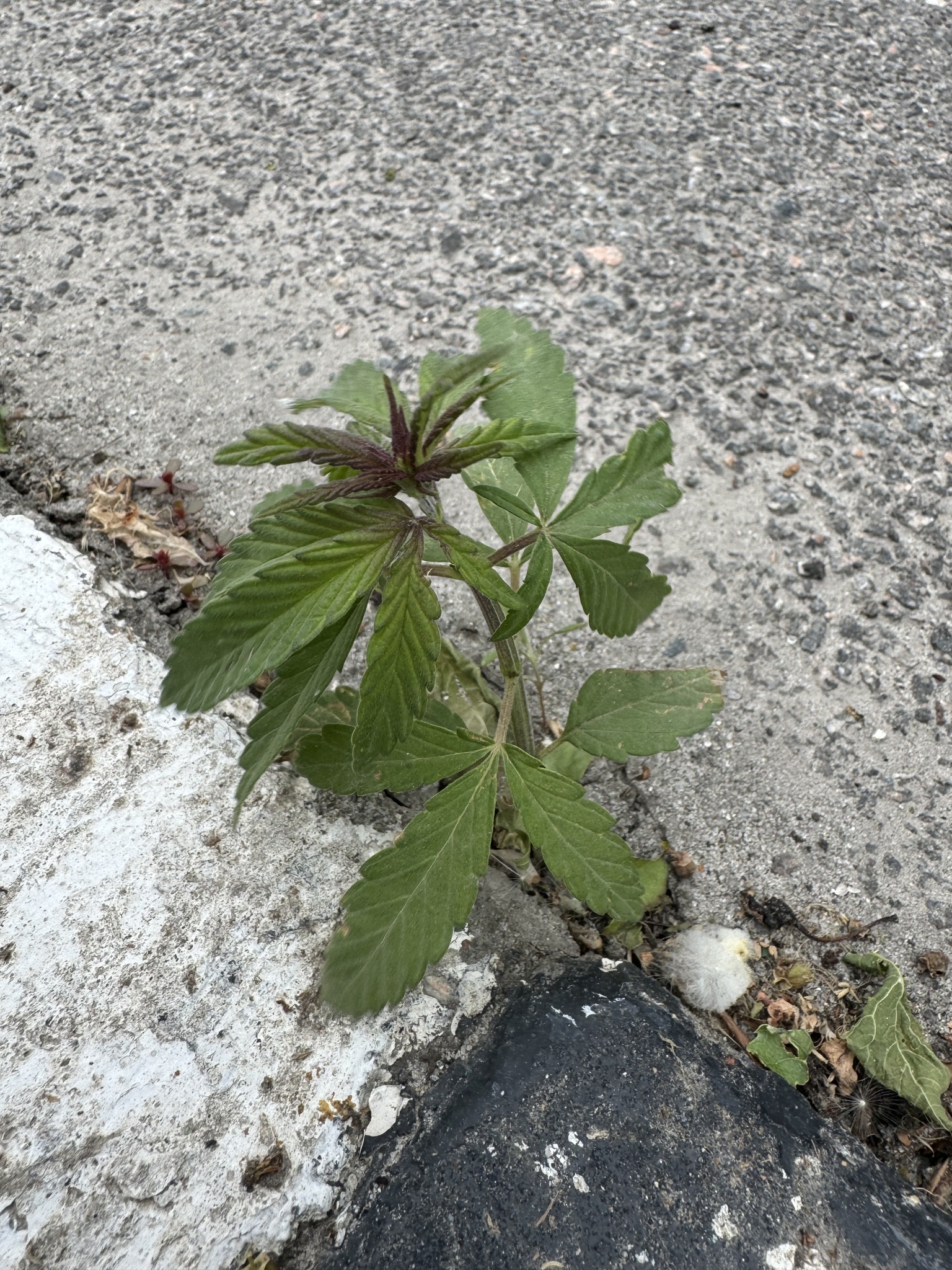 <em class="gbifHl">Cannabis sativa ruderalis</em>