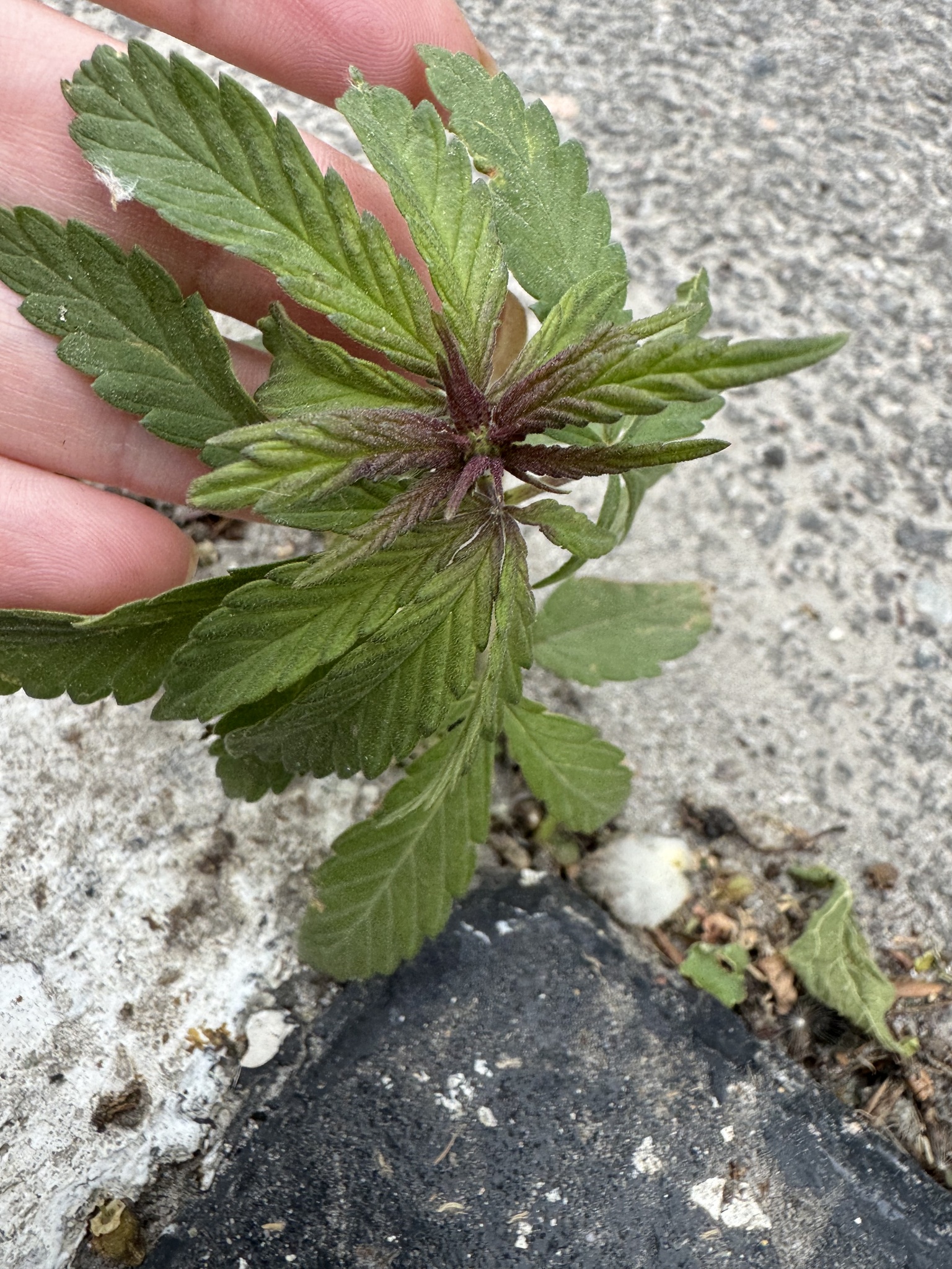 <em class="gbifHl">Cannabis sativa ruderalis</em>