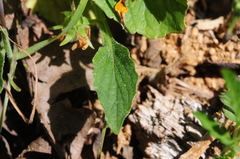 Viola purpurea quercetorum