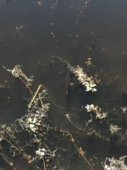 Atractosteus spatula