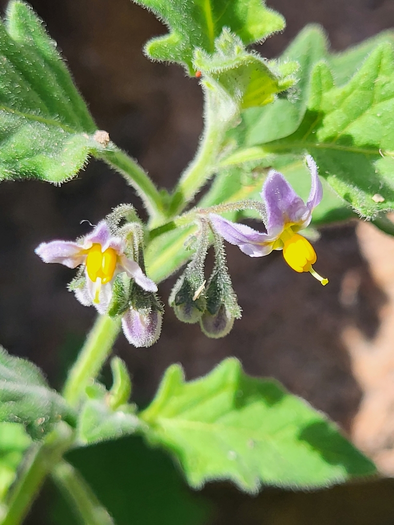 Solanum grandidentatum; photograph Jacek Pietruszewski, CC BY, iNaturalist via GBIF