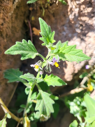 Solanum excisirhombeum